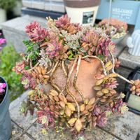  ブロンズ姫,多肉植物の画像