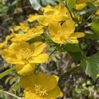 ヤマブキ,野の花,今日の１枚,今日のお花,花のあるくらしの画像