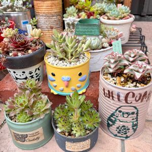 コンジュンクタ,ソポト,ジュエルケース,ホットペッパー　ミント,多肉植物の画像