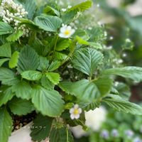 ハーブ,花のある暮らし,緑のある暮らし,ハーブ・midori,今朝のお庭から・midoriの画像