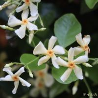 テイカカズラ,テイカカズラ,白い花,板橋区赤塚植物園の画像