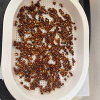 ブロッコリースプラウト,水耕栽培,リビング・ダイニングの画像