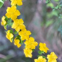 ヤマブキ,観察,お散歩,花のある暮らし,今日のお花の画像