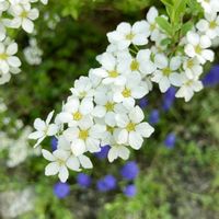 ユキヤナギ,観葉植物,お花,植物のある暮らし,狭い庭の画像