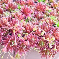 センペルビブム属,センペルビウム レグニ,センぺルビウム,センペルビヴム,多肉植物の画像