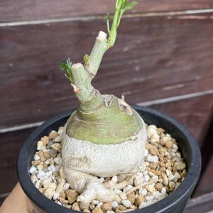 アデニア・グラウカ,多肉植物,塊根植物,コーデックス,花のある暮らしの画像