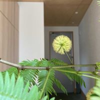 エバー・フレッシュ,エバー・フレッシュ,観葉植物,マメ科,ふるさと納税の画像