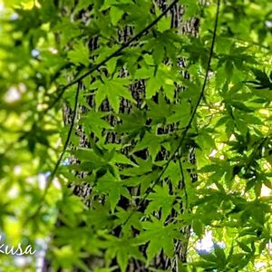 シラン,柿の木,イロハモミジ,紫詰草,シラン（紫蘭）の画像
