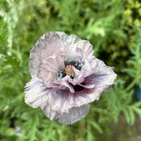 ポピー,ポピー　アメージンググレイ,植中毒,花は癒やし♡,GS映えの画像
