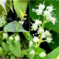 マイズルソウ,花言葉,山野草,頂き物,花のある暮らしの画像