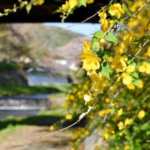 ヤマブキ,山吹,散歩,綺麗な色♡,黄色い花の画像