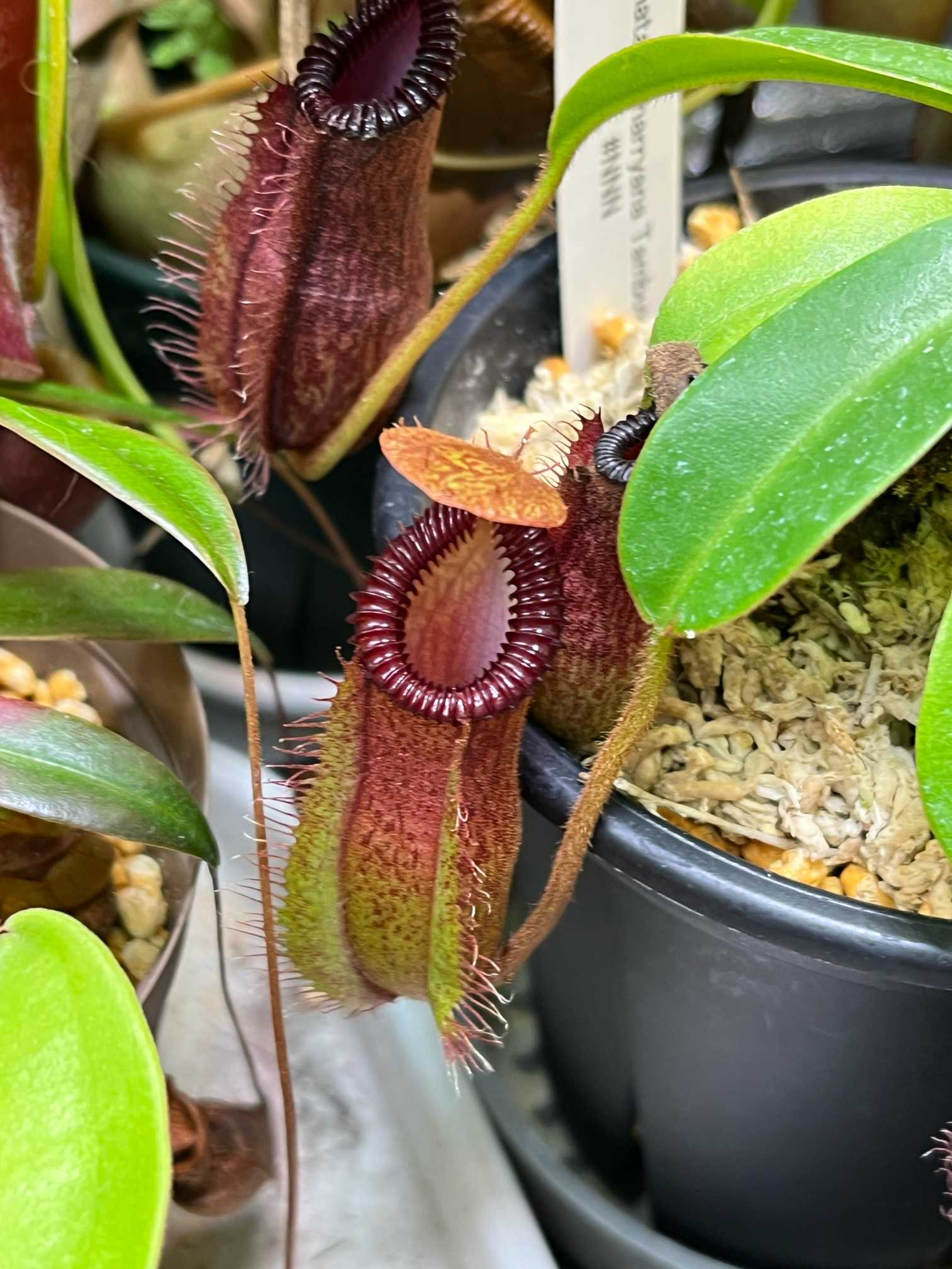 Nepenthes hamata×harryanaの成長記録｜🍀GreenSnap（グリーン