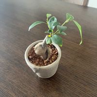 ガジュマル,ガジュマル,観葉植物の画像
