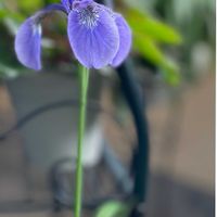 芍薬,芍薬,野アヤメ,花のある暮らし,GS皆様ありがとうの画像