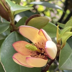 カラタネオガタマ,白い花,バナナの香りの画像