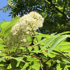 ツツジ,ナナカマド,ナナカマド,藤の花,イロハモミジの画像