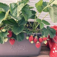 イチゴ,エア プランツ,寄せ植え,多肉植物,観葉植物の画像