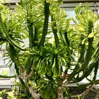 アロエ,カンノンチク,サボテン,東山動植物園,植物園の画像