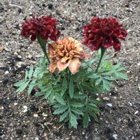 マリーゴールド,害虫対策,畑の画像