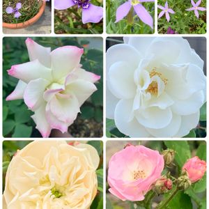 薔薇,うどん県人会,キュンキュン乙女倶楽部No.192,我が家のお花達❣️,コロナ最前線の皆さまに感謝の画像