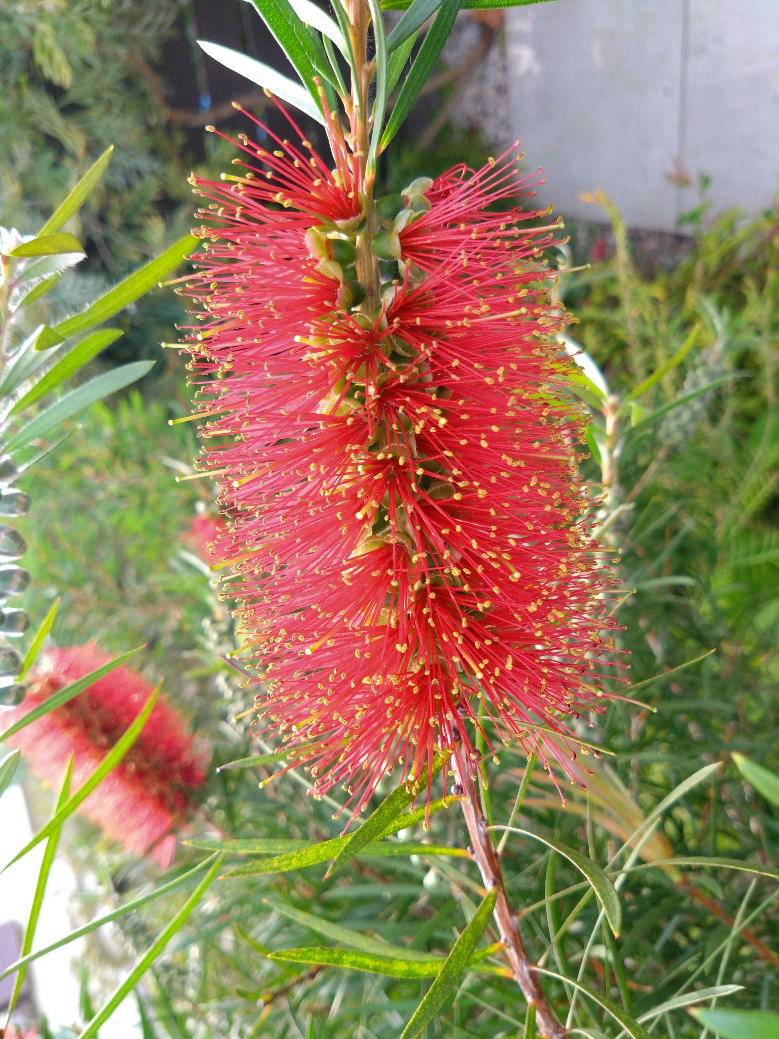 カリステモン スポットファイヤーの一覧｜🍀GreenSnap（グリーンスナップ）