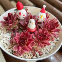 イチゴ,ワイルドストロベリー,エンジェルエイト,センペルビウム,ギャラクシースターの画像