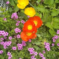 オキザリス,ポピー,開花,植えっぱなし,一年草の画像