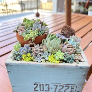 多肉寄せ植え,木箱,多肉植物のある暮らし,GSのみなさんに感謝♡,多肉女子の画像