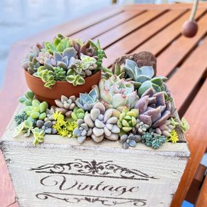 多肉寄せ植え,木箱,多肉植物のある暮らし,GSのみなさんに感謝♡,多肉女子の画像