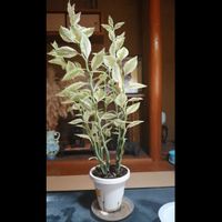 ダイギンリュウ,大銀龍,キッコロダイギンリュウ,観葉植物,挿し木の画像