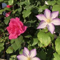 クレマチス,バラ,クレマチス ラッキーチャーム,ゼフィリン ドルーアン,鉢植えの画像