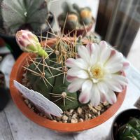 サボテン,お花,ピンクの花,トゲトゲ,玄関アプローチの画像