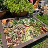 セダム,多肉,盆栽,多肉植物,鉢植えの画像