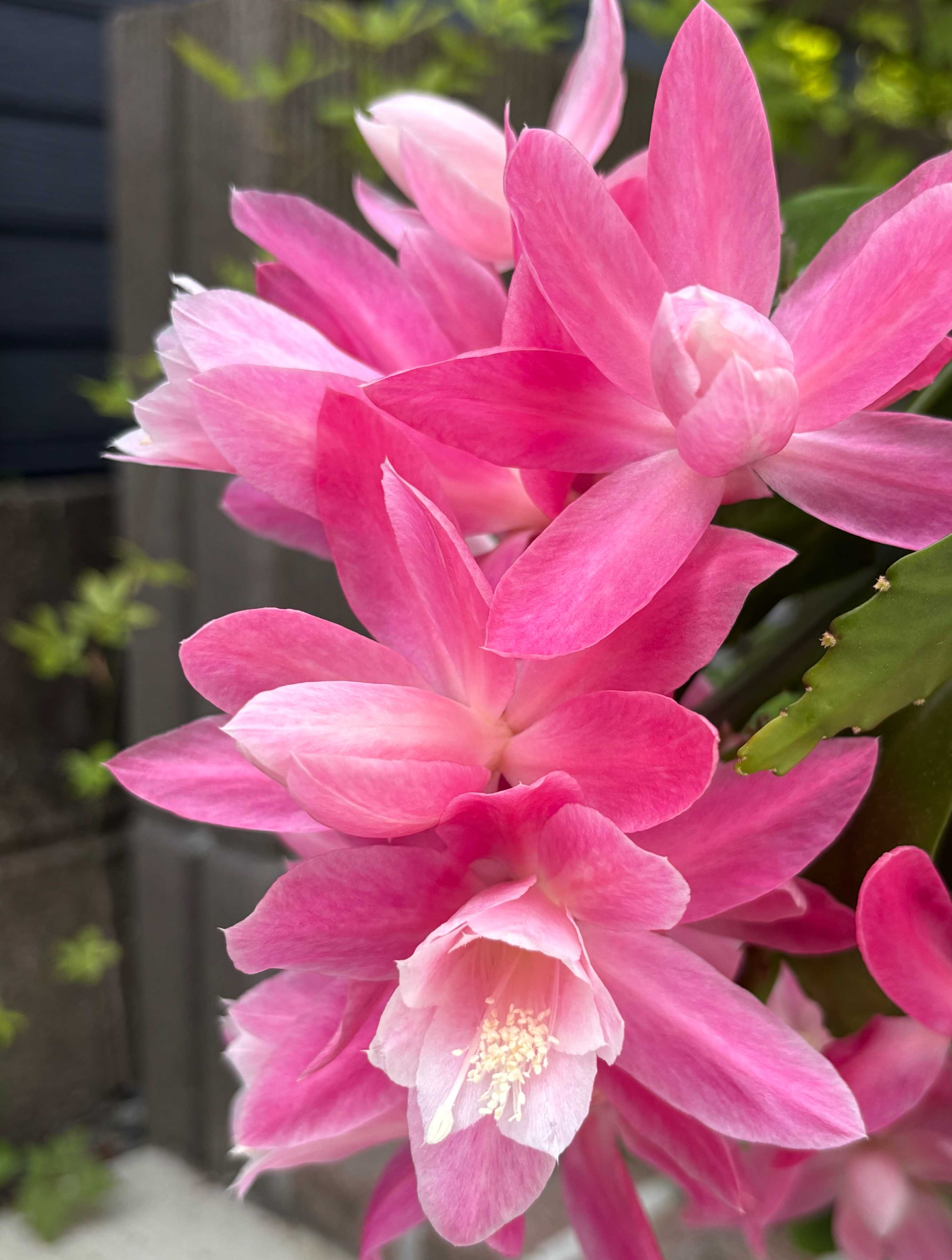 クジャクサボテン みなとまつりの一覧｜🍀GreenSnap（グリーンスナップ）