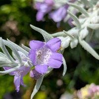 エレモフィラ,公園散歩,今日のお散歩,歩くの大好きの画像