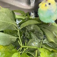 エルダーフラワー,生き物奇想天外,毎月15日はインコの日の画像