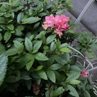 ツツジ,ツツジ,アイビー,アイビー,紫陽花の蕾の画像