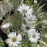 アークトチス,フランネルフラワー,スーパーベル ダブルミルクレープ,種まきっ子,花のある暮らしの画像
