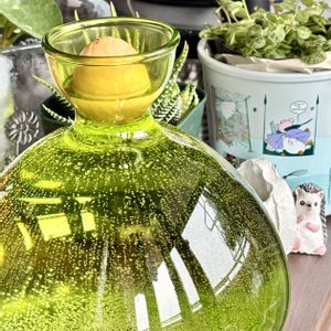 アボカド,アボカド,アボカドの種,アボカド 水栽培,アボカド栽培の画像