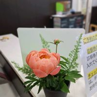 アヤメ,アルストロメリア,シャクヤク,シャクヤク,マーガレットの画像