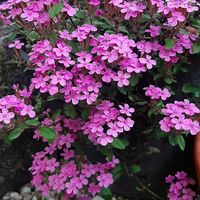 ヒメエニシダ,オンファロデス,桜でまり・ピンクアイス,サポナリア オキモイデス,ボンザマーガレット　レモンイエローの画像