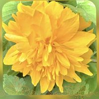 シャガ,ヤマブキ,山吹,ヤエヤマブキ,八重咲きヤマブキの画像