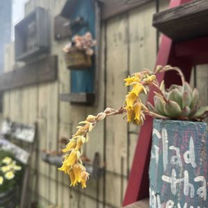 多肉植物,観葉植物,DIY,リメイク缶,ジャンクの画像