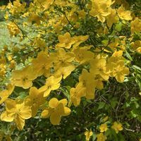 シロヤマブキ,ヤマブキ,シロヤマブキの実,八重咲きヤマブキ,今日のお花の画像