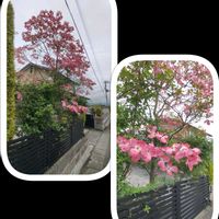 ハナミズキの画像