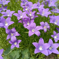 ヒメシャガ,カンパヌラ,カンパヌラ,カンパヌラ,三寸アヤメの画像