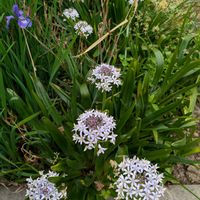 シラー・ペルビアナ,シラー・ペルビアナ（オオツルボ）,おうち園芸,自慢の庭,広い庭の画像