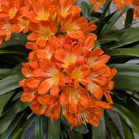 クンシラン,君子蘭,クンシラン(君子蘭),信州大好き⛰️,今日の花の画像