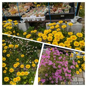 オキザリス,ガザニア,寄せ植え,多肉植物,葉挿しの画像