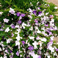 ニオイバンマツリ,ニオイバンマツリ,マツバギク,しだれ梅,ガーデニングの画像